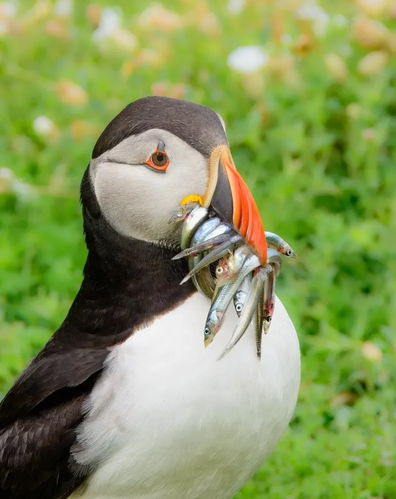 contenus SEO Phare d'Eckmühl